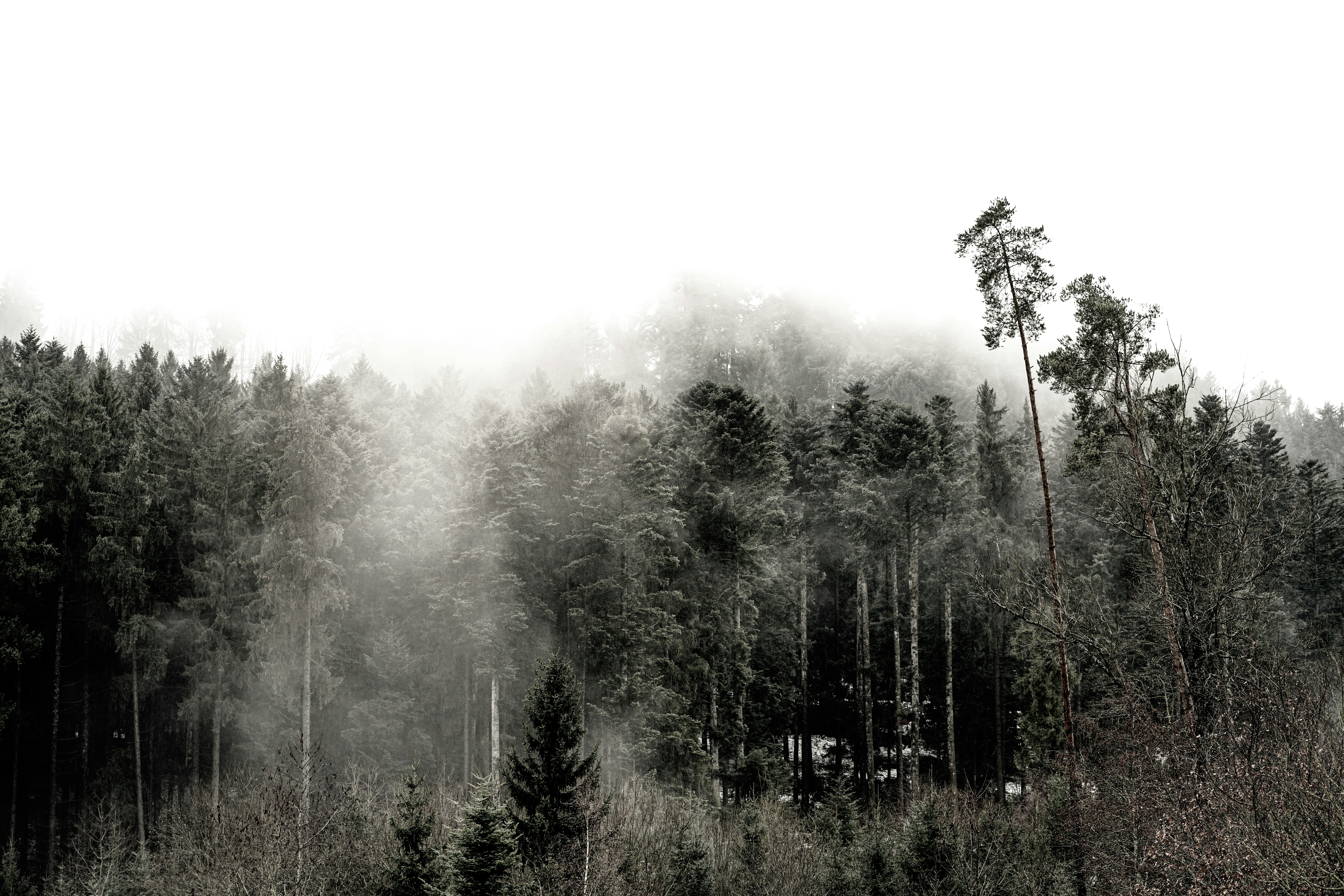 green trees covered with fog
